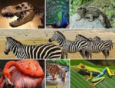 Diversity of Living ThingsUnit 7: The Diversity of Living Things Wild Animals